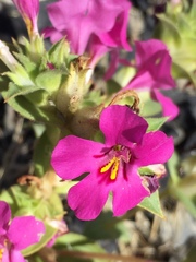 Diplacus cusickioides