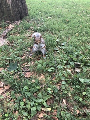 Sciurus carolinensis