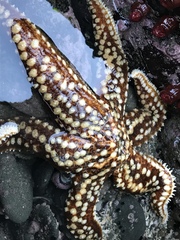 Meyenaster gelatinosus