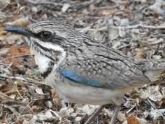 Uratelornis chimaera