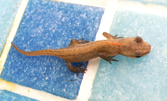 Lissotriton schmidtleri