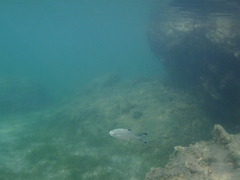 Trachinotus ovatus