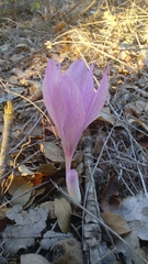 Colchicum feinbruniae