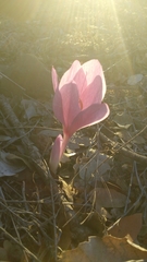 Colchicum feinbruniae