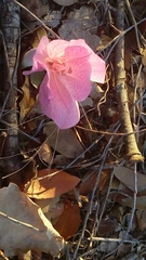 Colchicum feinbruniae