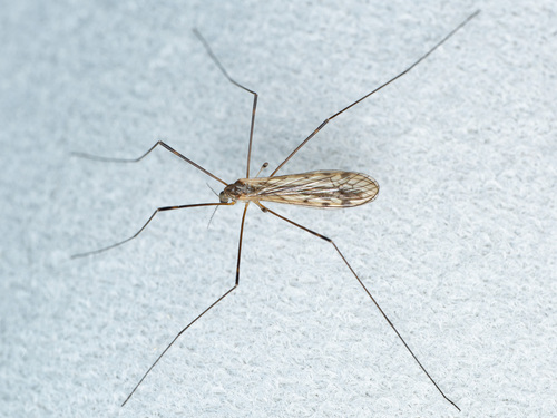 Limonia dilutior