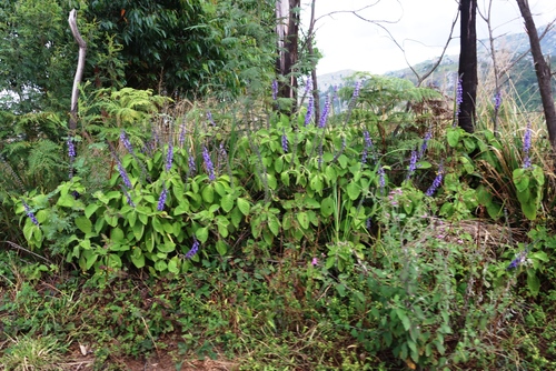 Grand Woolly Plectranthus