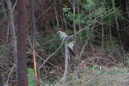 Southern Vervet Monkey