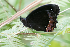 Gyrocheilus patrobas