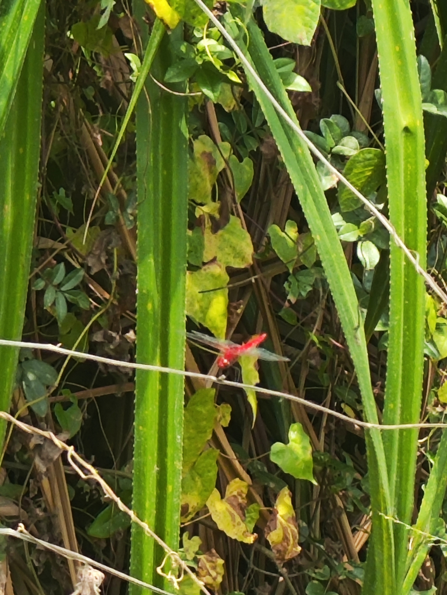 Scarlet Skimmer