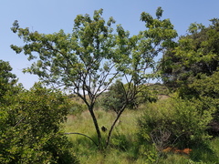 Heteromorpha arborescens