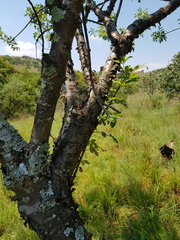 Heteromorpha arborescens