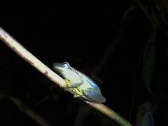 Tlalocohyla smithii