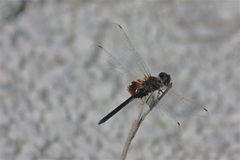 Macrodiplax balteata