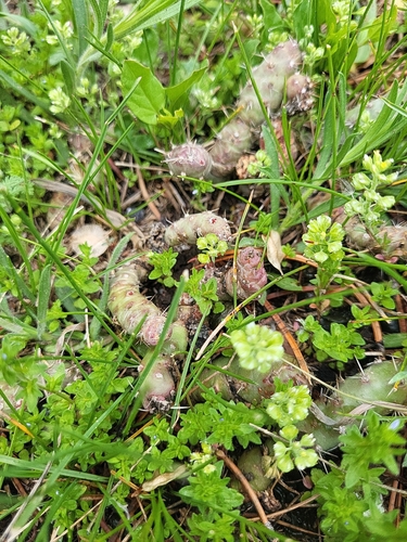 iNaturalist observation 2025-05-15