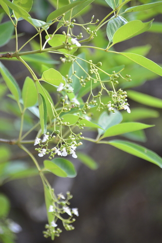 Derris trifoliata iNat (1)