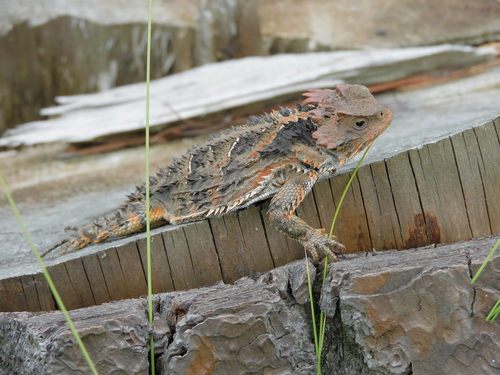 Mountain Horned Lizard, Cd. de México, México, photo 8 of 10