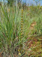 Crassula capitella nodulosa