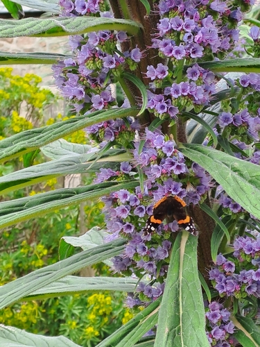Vanessa atalanta