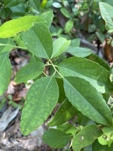 Zenobia pulverulenta, photograph 4