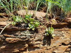 Crassula swaziensis