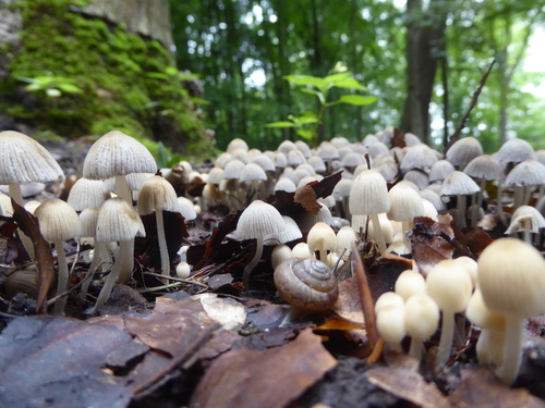 helle Schnecke und kleine weiß-graue Pilze