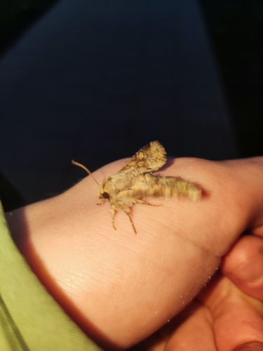 Grūdinis pelėdgalvis