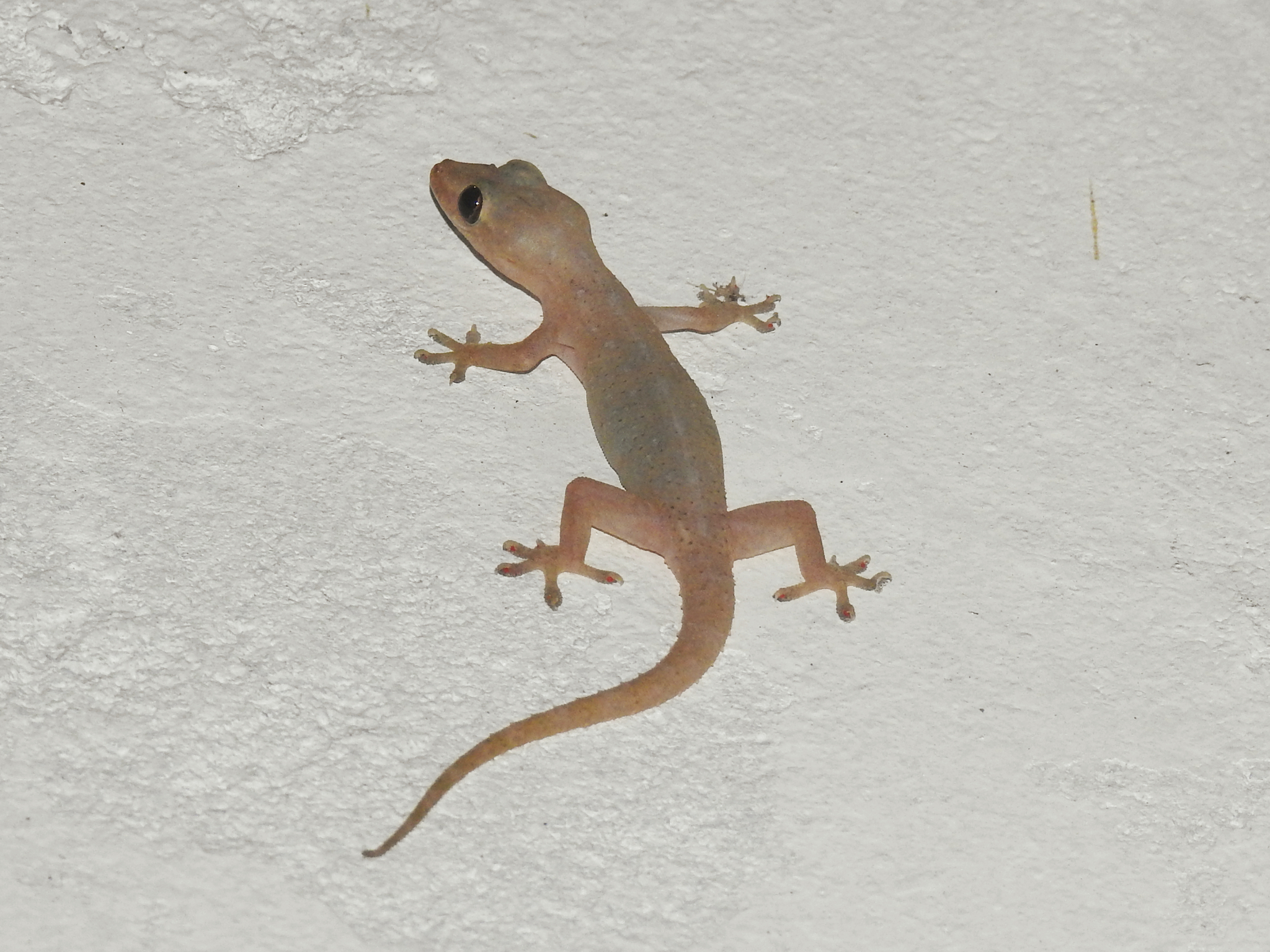 Common House Gecko