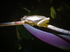 Tlalocohyla smithii