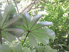 Snakewood