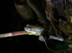 Tlalocohyla smithii