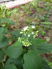 Ageratina altissima
