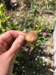 Gymnopilus luteofolius
