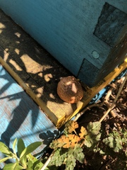 Gymnopilus luteofolius