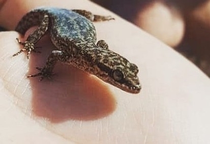 Borelli's Marked Gecko