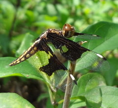 Palpopleura lucia