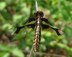Palpopleura lucia