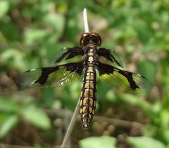 Palpopleura lucia