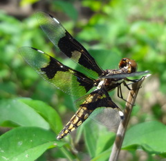 Palpopleura lucia