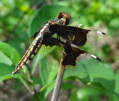 Palpopleura lucia
