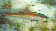 Bluelip Parrotfish photo 5