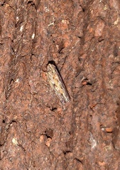 Deltocephalini