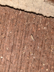 Deltocephalini