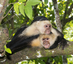Panamanian White-Faced Capuchin photo 4