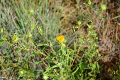 Grindelia nuda