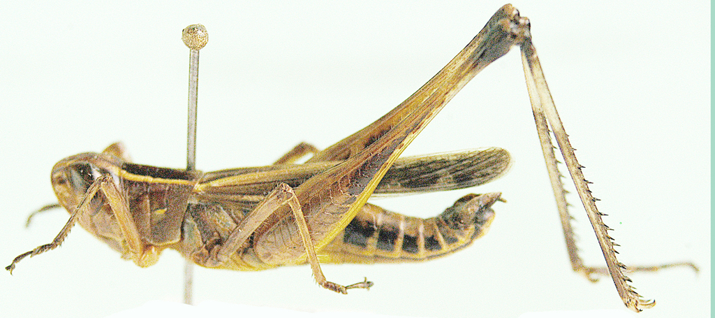 Tropidiopsis haasi
