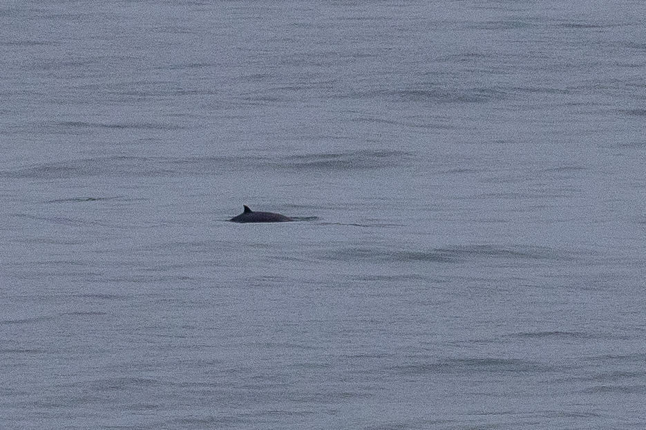 Mesoplodon layardii