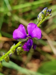 Polygala uncinata