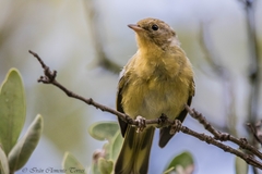 Setophaga petechia bryanti
