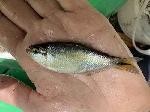 Striped mountain tetra (Hemibrycon taeniurus) — Characidae — 5